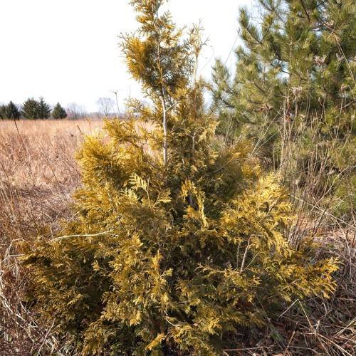 gold-olive foliage with white branches