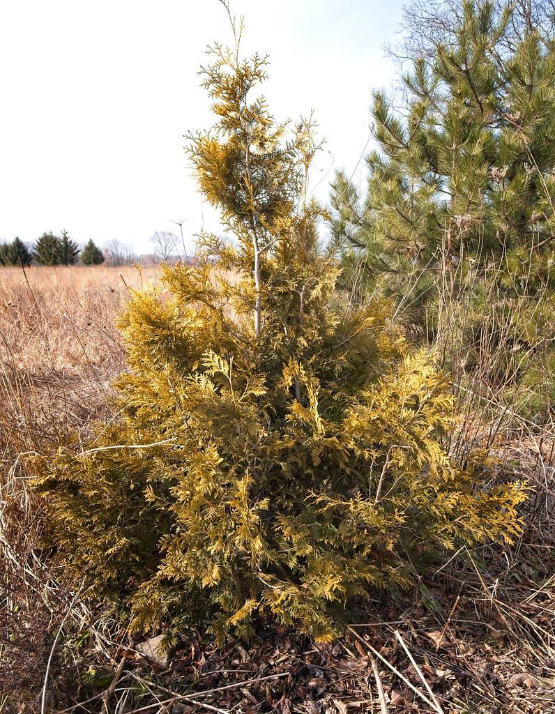 gold-olive foliage with white branches