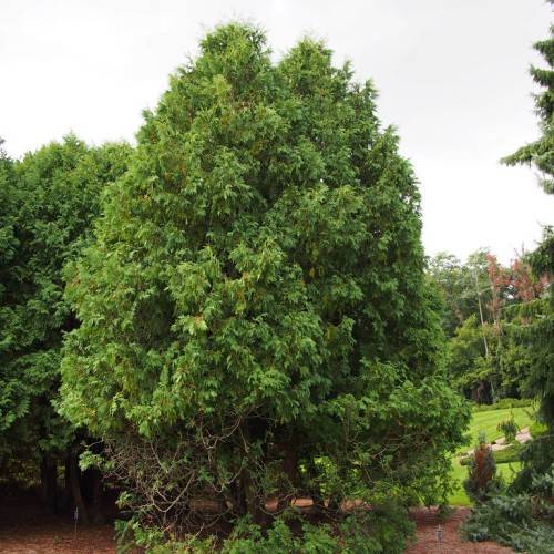 green foliage with brown branches and trunk