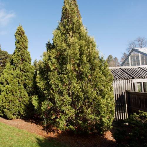 olive foliage with brown branches and trunk