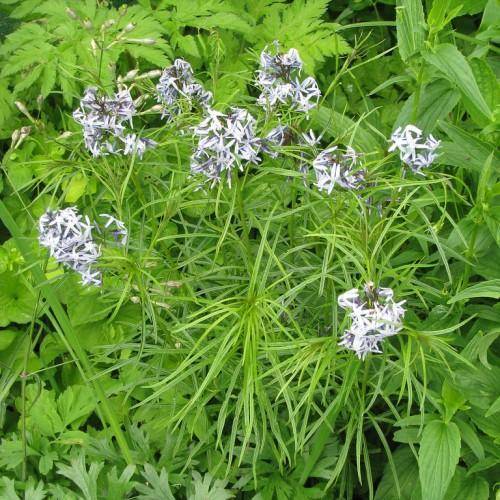 Blue-white flowers, green stems and green leaves.