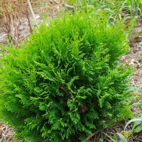 lush-green bush with brown stems