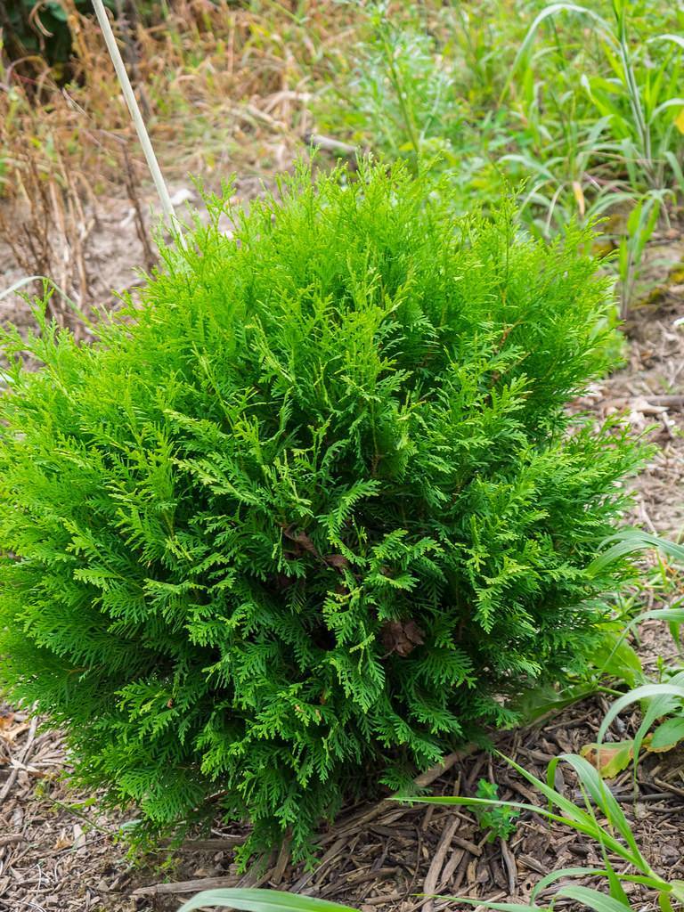 lush-green bush with brown stems