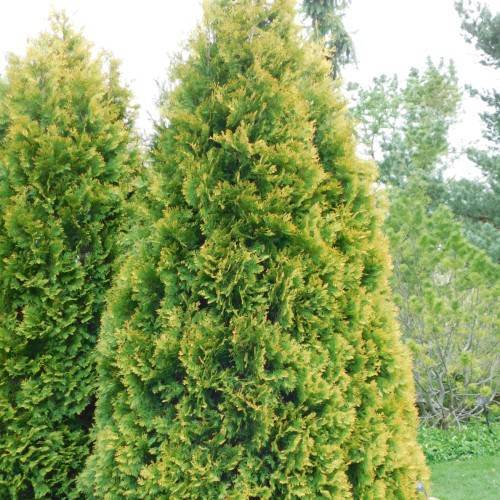 gold-green foliage