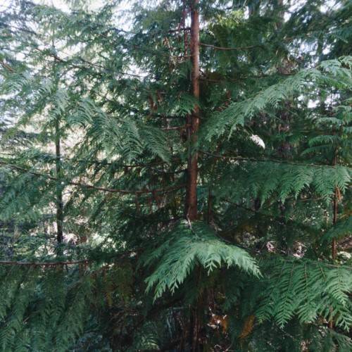 green foliage on brown branches and trunks