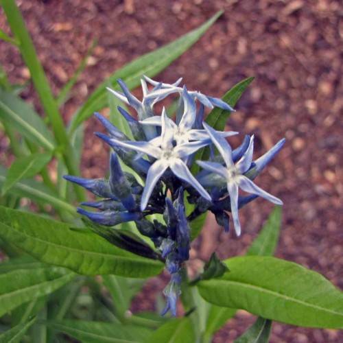 blue-cream flowers, blue buds with lime leaves and stems