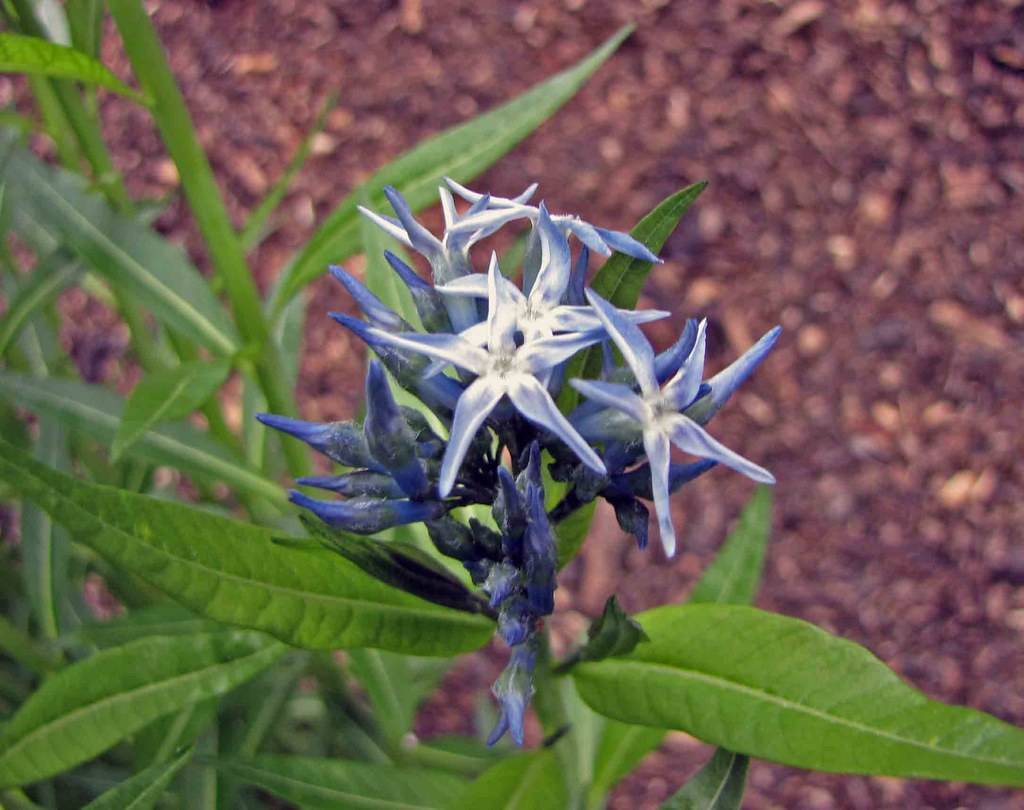 blue-cream flowers, blue buds with lime leaves and stems