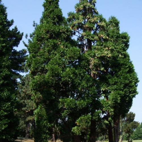 dark-green foliage on dark-brown branches and trunks
