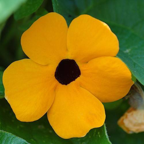 a yellow flower with a brown center and green leaves