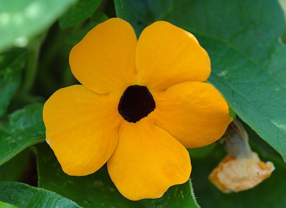 a yellow flower with a brown center and green leaves 