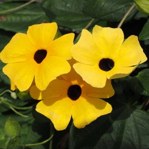 yellow flowers with brown center, green leaves and light-brown stems