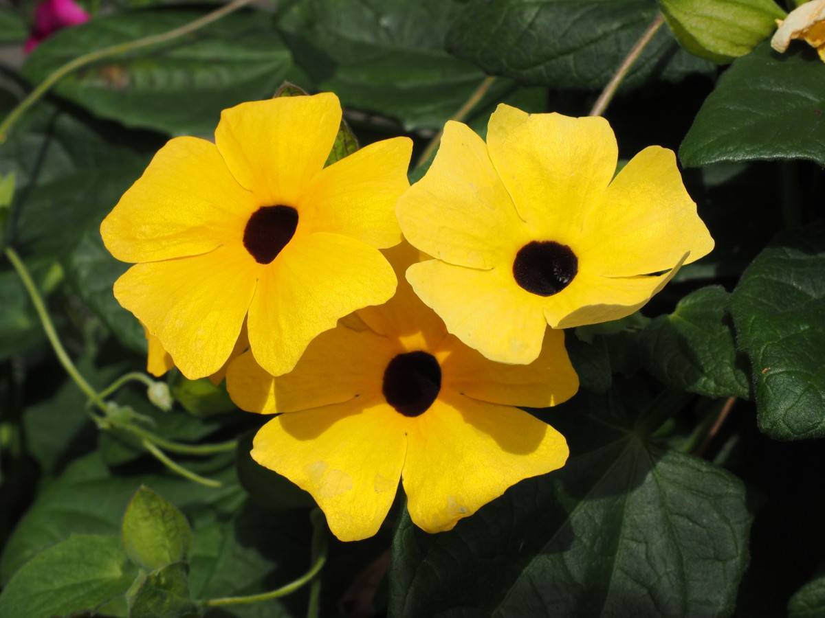 yellow flowers with brown center, green leaves and light-brown stems