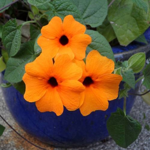 orange flowers with brown center, green leaves  and stems