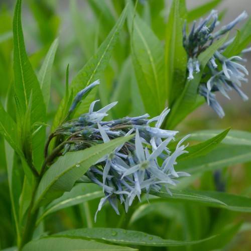 light-blue flowers with blue buds, lime leaves and dark-green stems