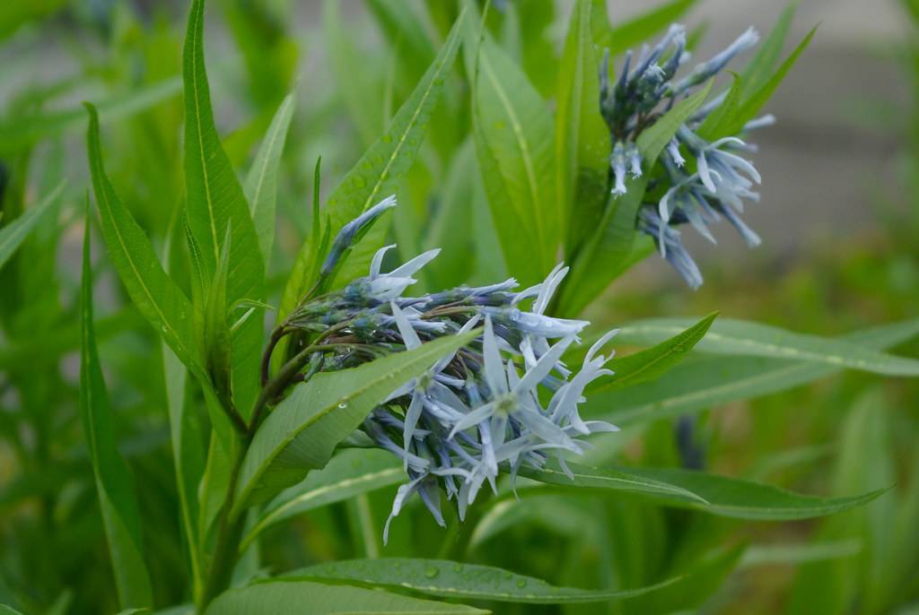 light-blue flowers with blue buds, lime leaves and dark-green stems