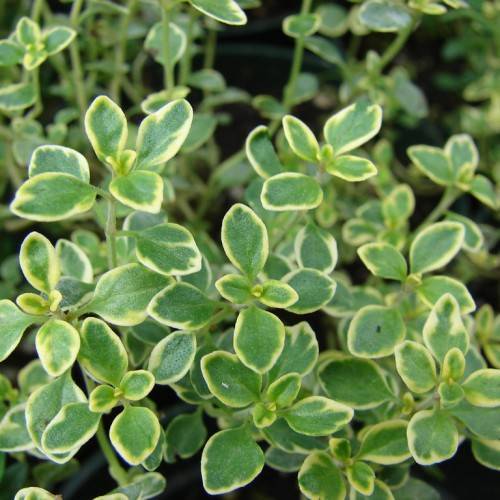 yellow-green leaves and green stems