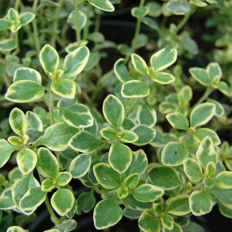Lemon Thyme Image