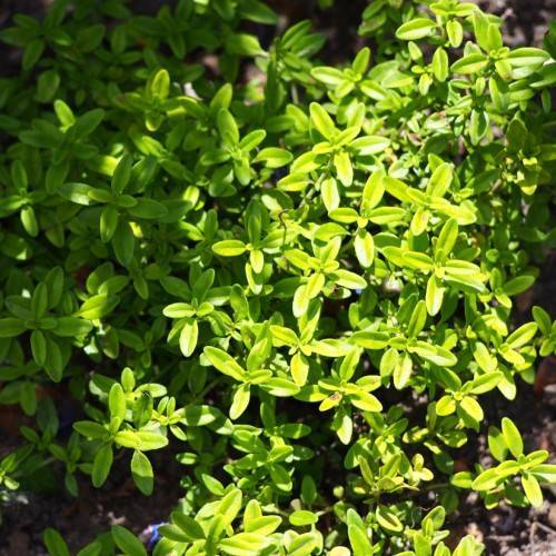 lime-green foliage and stems