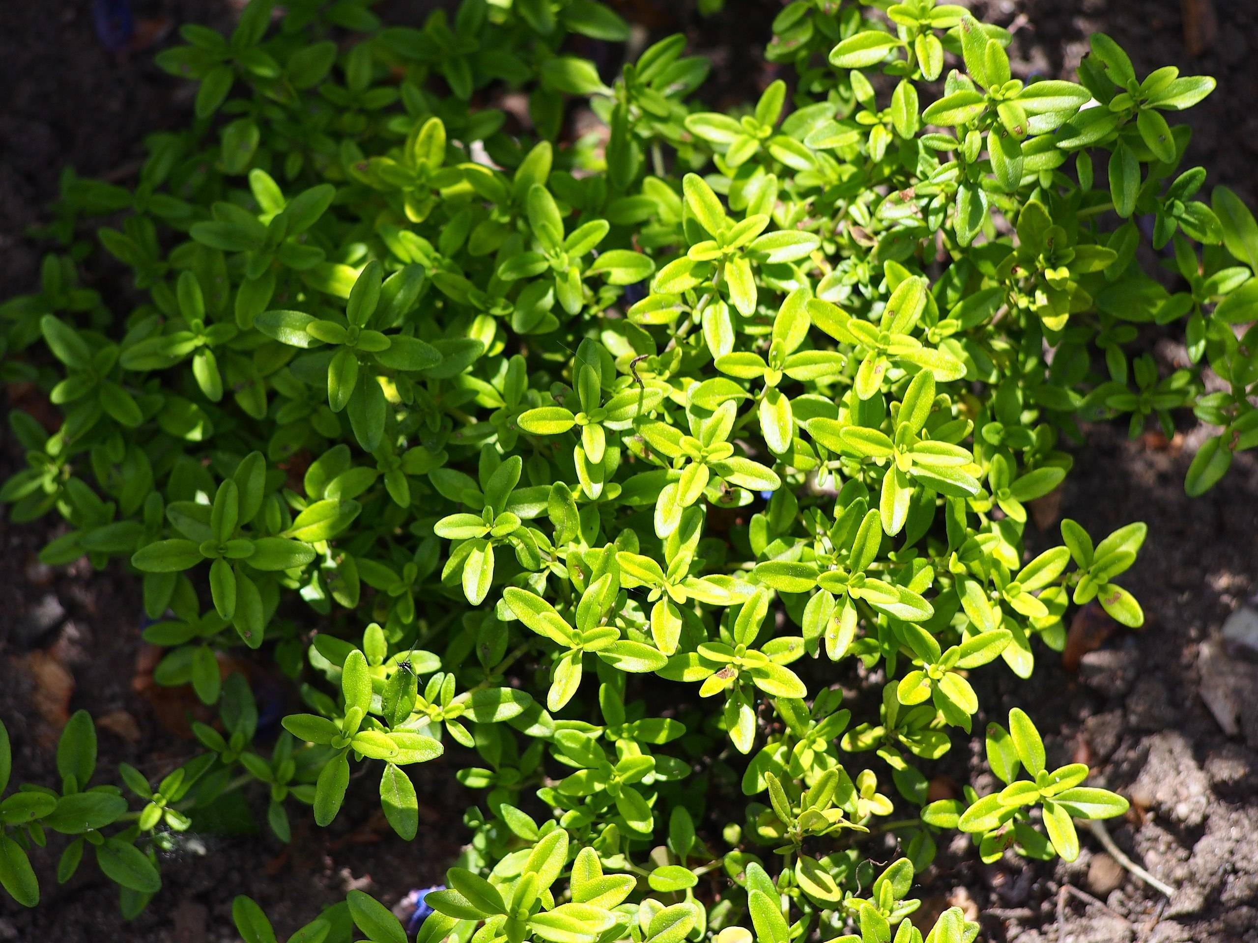 lime-green foliage and stems