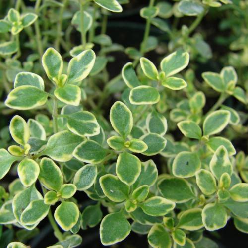 yellow-green leaves and green stems