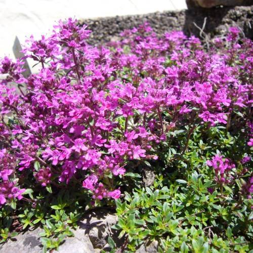 pink-purple flowers with green leaves and purple stems