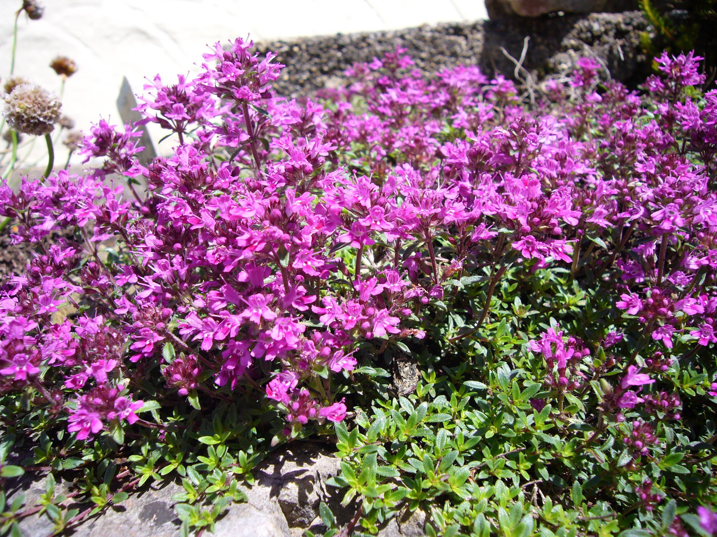 pink-purple flowers with green leaves and purple stems