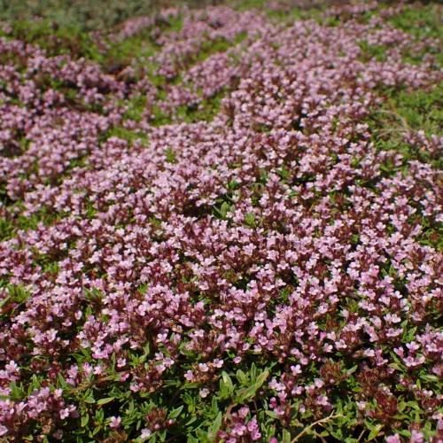 pink-brown flowers with green leaves and brown stems