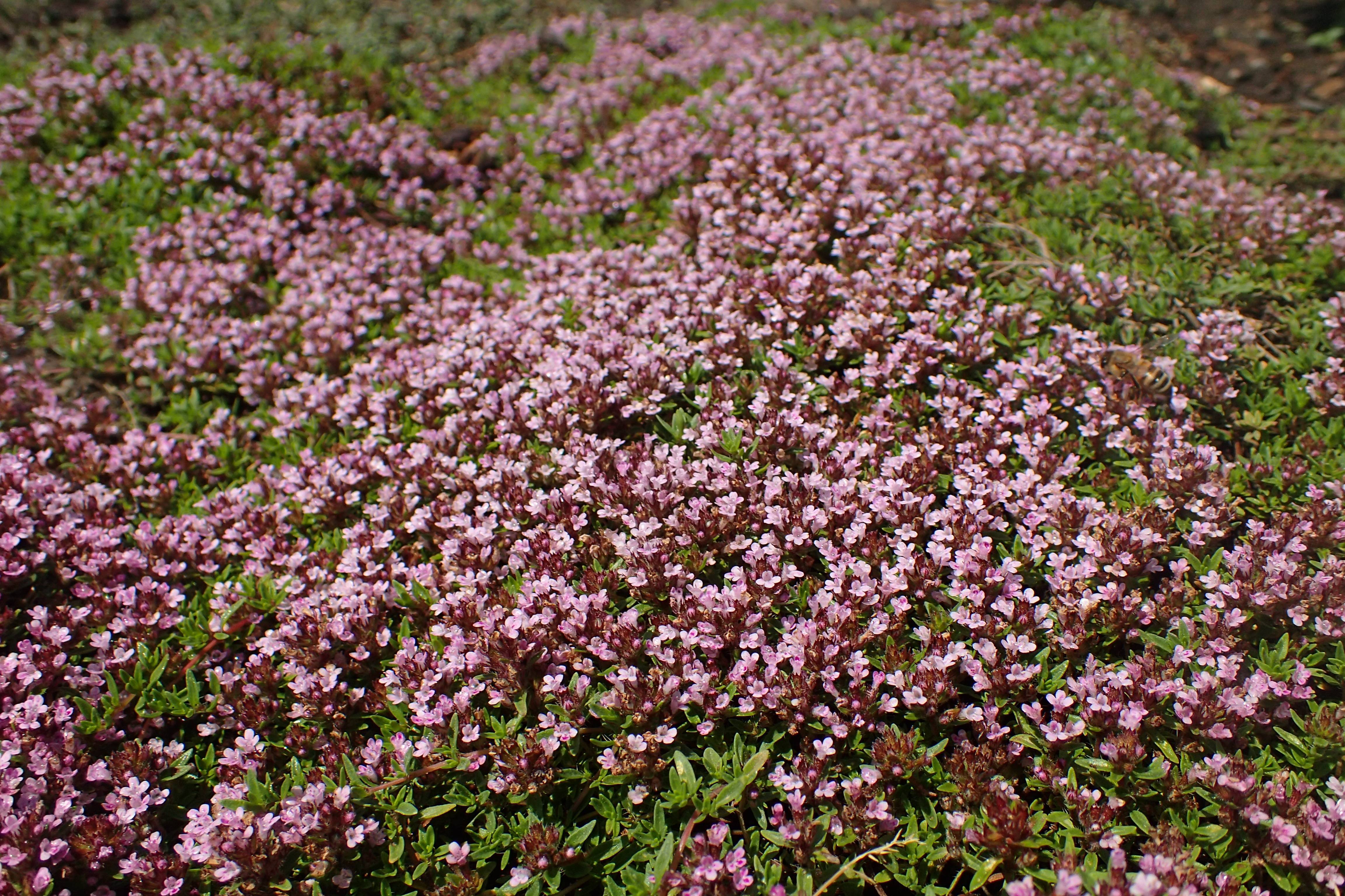 pink-brown flowers with green leaves and brown stems