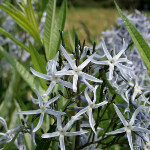 Light-periwinkle-blue star-shaped flowers, with dark-blue buds and dark-brown stems, green leaves
