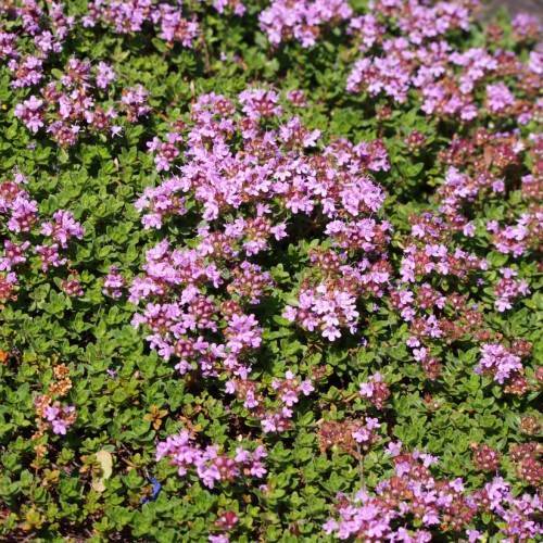 pink-brown flowers with lime-green leaves