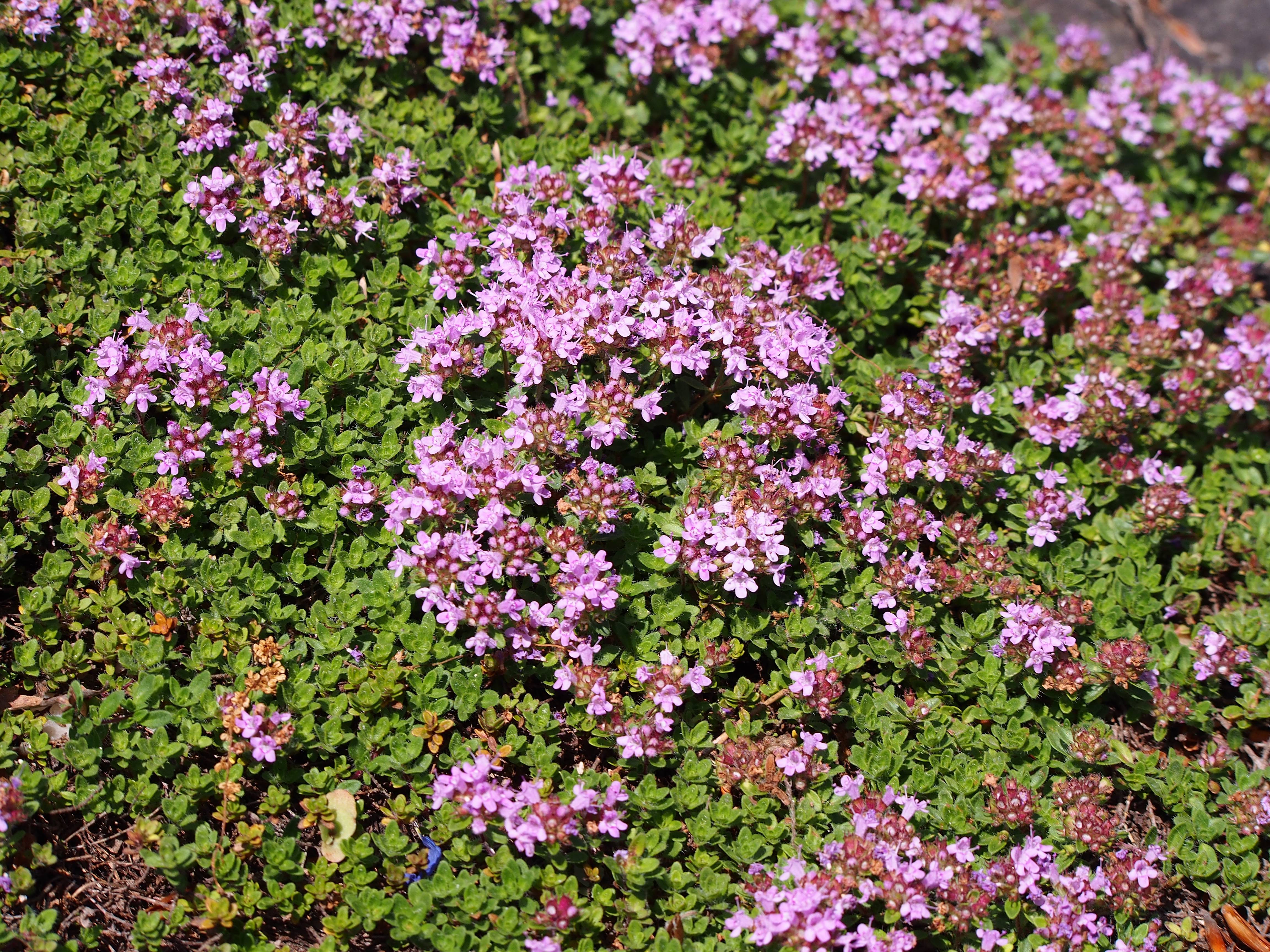 pink-brown flowers with lime-green leaves