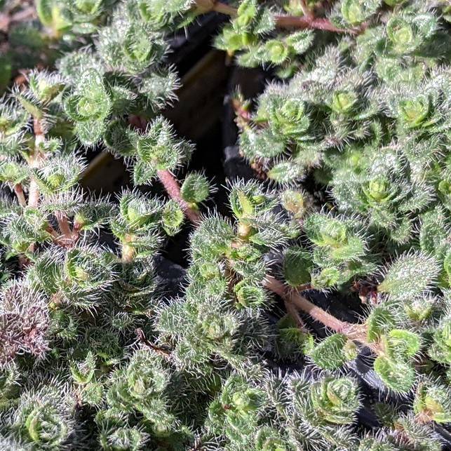 Woolly Thyme Image