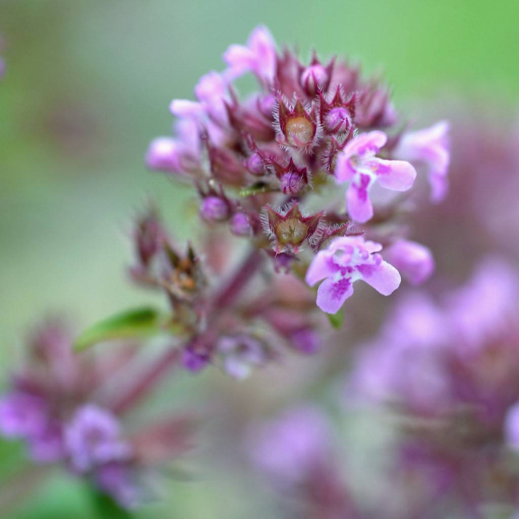 Creeping Thyme Image