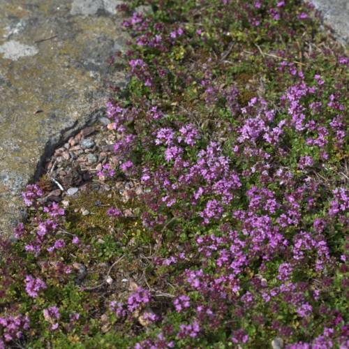 purple-pink flowers with green leaves and beige stems