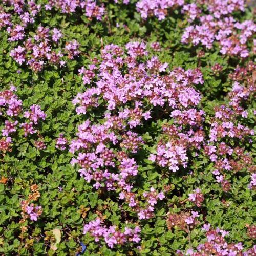 plum-burgundy flowers with lime foliage