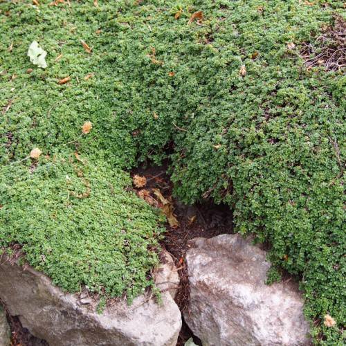 green-brown foliage with beige
stems