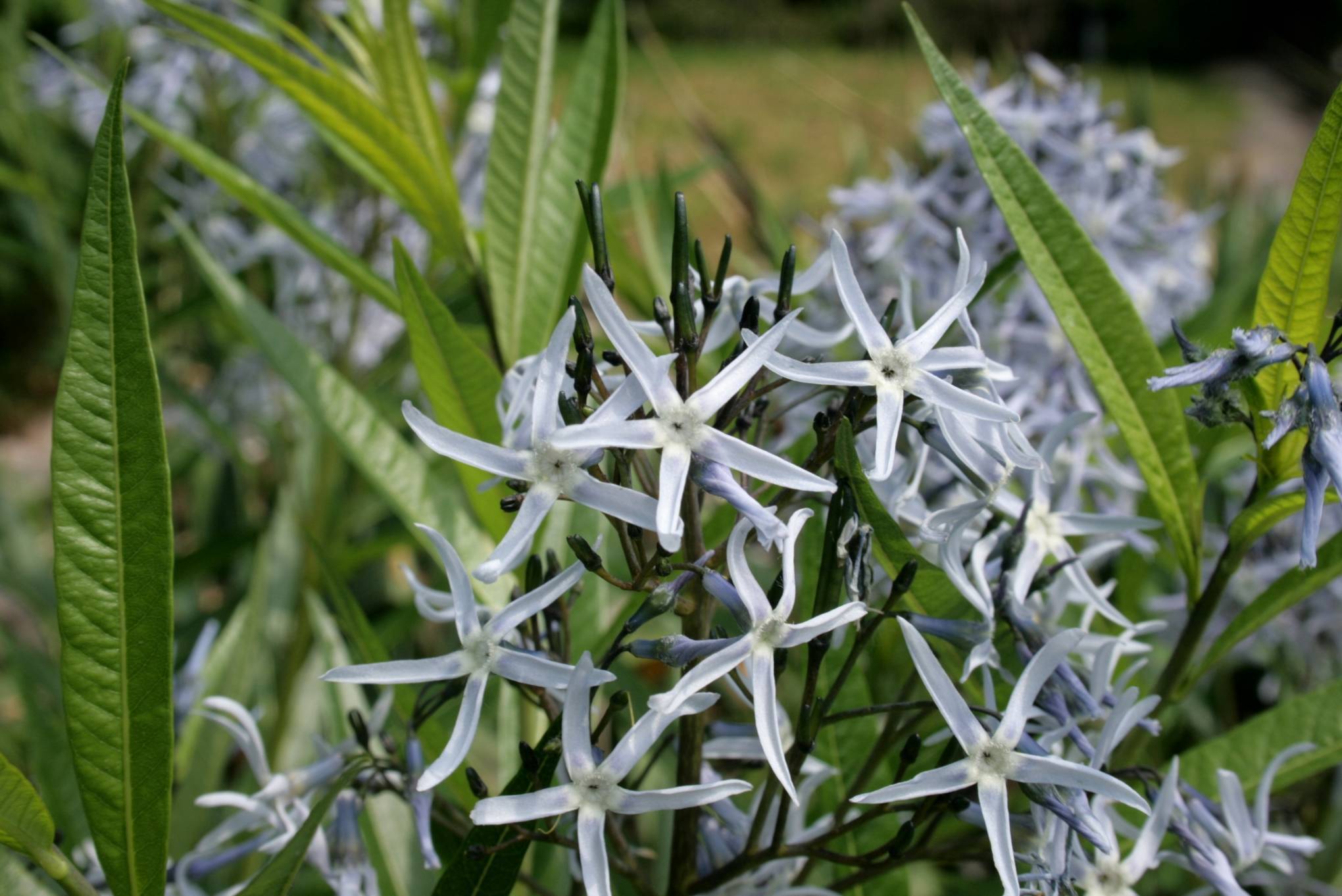 light-blue flowers with black buds, lime-green leaves and dark-brown stems