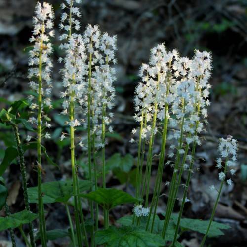 white flowers with green leaves and lime-green stems