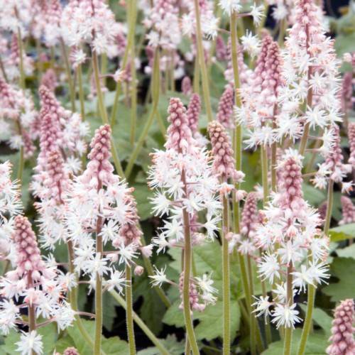 white-pink flowers with pink buds, light-green leaves and stems