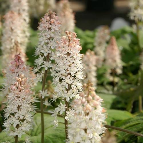 cream-pink flowers with green leaves and olive stems