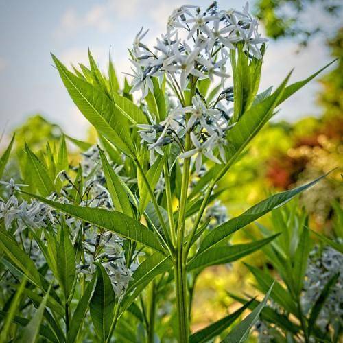 Blue-white flowers, green stems and green leaves.