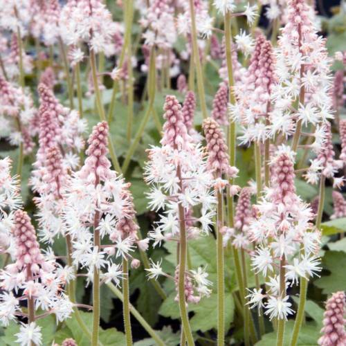 white-pink flowers with pink buds, lime-olive leaves and olive stems