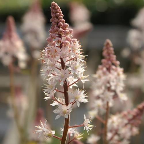 white flowers with filaments, yellow anthers, pink buds and burgundy stems