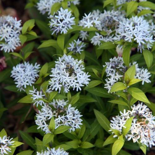 light-blue flowers with lime-green leaves and stems