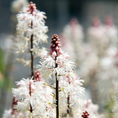 pink-white flowers and pink buds with dark-brown stems