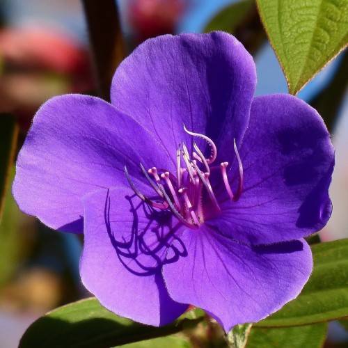 violet flowers with pink-purple stamens, brown stems and lime leaves