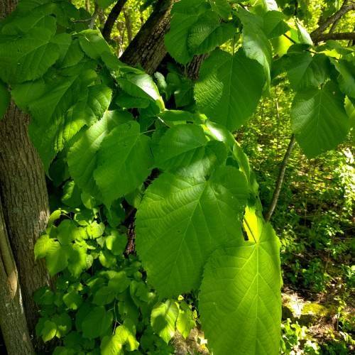 lime-green foliage with brown branches and trunk