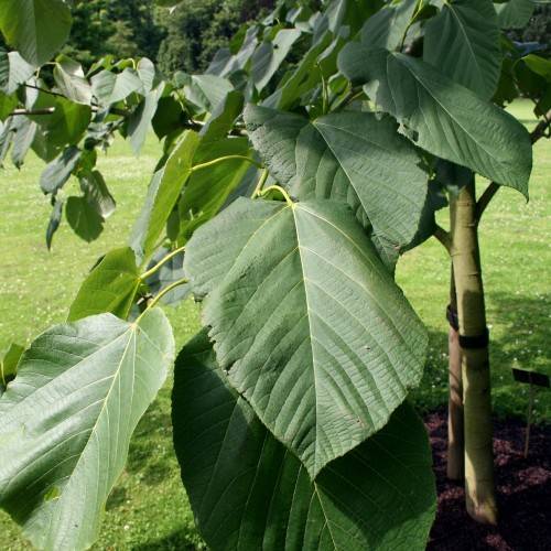 green leaves with lime stems and olive trunk