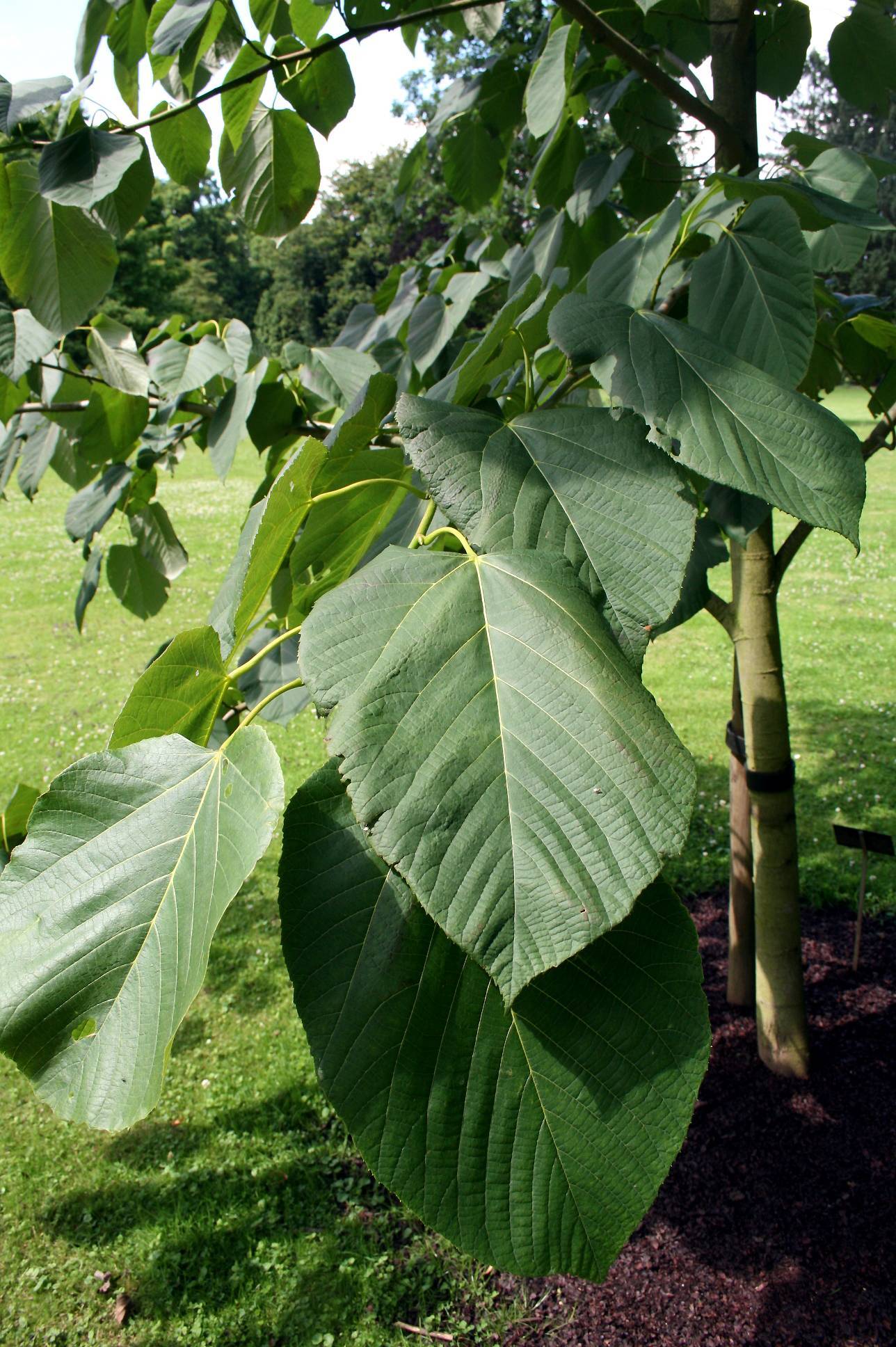 green leaves with lime stems and olive trunk