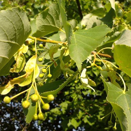 olive foliage with yellow fruits and gold-brown stems